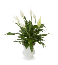 Urn Peace Lily Plant. An arrangement by Fletcher Heights Florist.