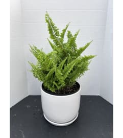 Frilly Fern. An arrangement by Zaisers Florist and Greenhouse.