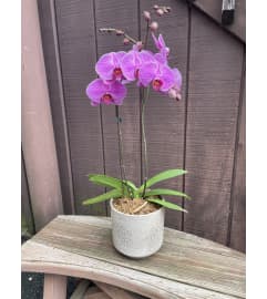 Double Stem Orchid Plant. An arrangement by Violeta's Flower Shop.