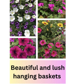 Spring Hanging Basket. An arrangement by Flowerdale by Patty. Spring Hanging Basket. An arrangement by Flowerdale by Patty.