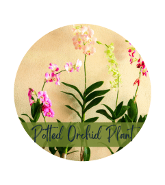 Potted Phalaenopsis Orchid. An arrangement by North Liberty Flower Shop.