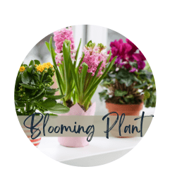 Blooming Plant - Florist Choice. An arrangement by North Liberty Flower Shop.
