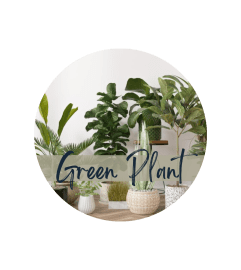 Florist Choice Selected Green Plant. An arrangement by Sueppel's Flowers.