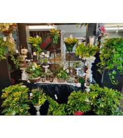 Florist's Choice Green Plant. An arrangement by Flower Box.
