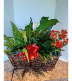 Basket of Green Plants. An arrangement by Zaisers Florist and Greenhouse.