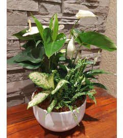 White Tropical Planter in Ceramic Pot. An arrangement by Avenue Florist.