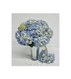 Tenderness in blue Hydrengeas. An arrangement by Brickell Ave Florist.
