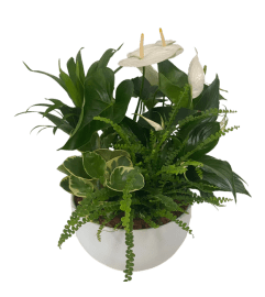 Extra Large White Sympathy Tropical Planter. An arrangement by Flowers Plus.