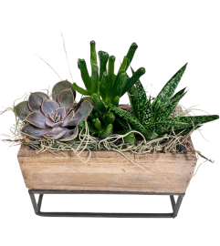Raised Rectangle Succulent. An arrangement by Flowers Plus.