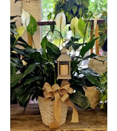 Peace lilly with lantern. An arrangement by Dupree's Root 88 Garden Center and Florist.