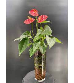 TROPICAL ANTHURIUM. An arrangement by Floral Boutique.