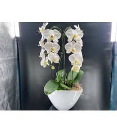 PHALAENOPSIS ORCHID. An arrangement by Floral Boutique.