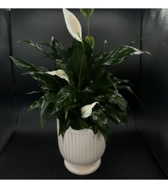 Peace Lily Planter. An arrangement by Hours of Flowers.