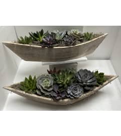 Succulent Boat - Wooden. An arrangement by Fellows Fernlea Flowers.