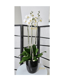 White Exclusive Phalaenopsis. An arrangement by Brickell Exclusive Blooms.