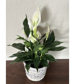 Peaceful Lily Plant. An arrangement by Loyalist Flowers.