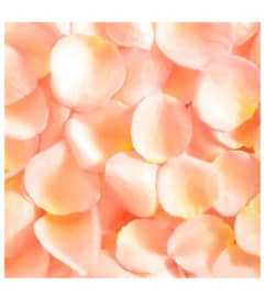 Fresh Peach Rose Petals. An arrangement by Flowers and Beyond.