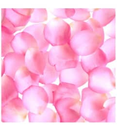 Light Pink Rose Petals. An arrangement by Flowers and Beyond.