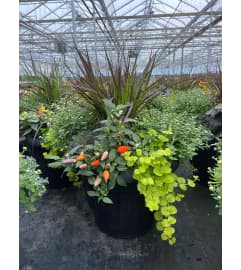 Autumn Outdoor Patio Planter. An arrangement by Nicol Florist.