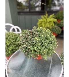 Fall Potted Mum. An arrangement by The Farm and Floral Market.