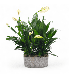 Elegant Peace Lily. An arrangement by Appleblossoms.