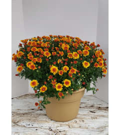 Fall Garden Mum. An arrangement by Zaisers Florist and Greenhouse.