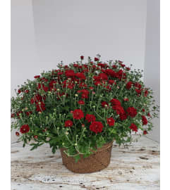 Fall Garden Mum. An arrangement by Zaisers Florist and Greenhouse.