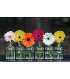 Rainbow of Blooms. An arrangement by Avenue Florist.