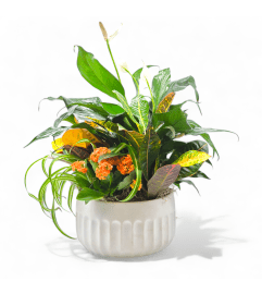 Serenity Planter. An arrangement by Appleblossoms.
