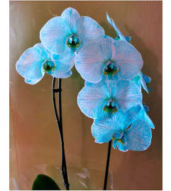 Blue orchid. An arrangement by Tim's Florist and Garden.