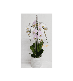 Exclusive Orchid. An arrangement by Brickell Exclusive Blooms.