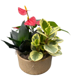 Anthurium Fai Bowl Mixed Planter. An arrangement by Flowers Plus.