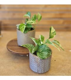 4 Pothos with Ceramic Pot. An arrangement by Flower Trends Florists. 4 Pothos with Ceramic Pot. An arrangement by Flower Trends Florists.