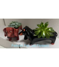 Fellows Mini Dasher Duo. An arrangement by Fellows Fernlea Flowers.