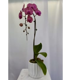 Orchid cascade plant. An arrangement by Commerce Flowers.