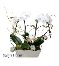 Sally's Cotton Bird Orchid. An arrangement by Tim's Florist and Garden.