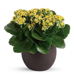 Forever Yellow Kalanchoes. An arrangement by Triple A Florist - Burnaby.