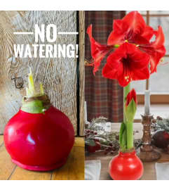 No Water Waxed Amaryllis!. An arrangement by My Mother's Bloomers. No Water Waxed Amaryllis!. An arrangement by My Mother's Bloomers.