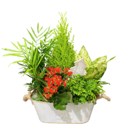 Festive Tropical Tin Planter. An arrangement by The Garden Gate Gifts and Florals.