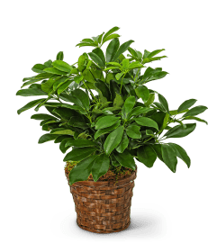 Miniature Schefflera Plant. An arrangement by The Flower Shop of Lake Charles.