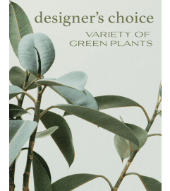 Designer's Choice - Variety of Green Plants. An arrangement by The Flower Shop of Lake Charles.