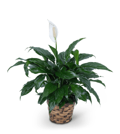 Peace Lily Plant in a Basket. An arrangement by The Flower Shop of Lake Charles.
