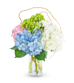 Sweet Hydrangea. An arrangement by The Flower Shop of Lake Charles.