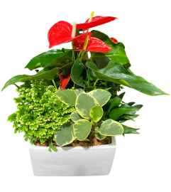 CHRISTMAS BLISS. An arrangement by Flowers By Gerry.