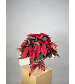 Dressed up Poinsettia. An arrangement by Enchanted Florist.