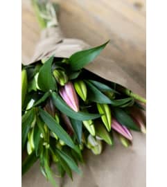 Pink Lily. An arrangement by Grower's Flower Market and Gifts.