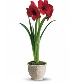 Teleflora's Merry Amaryllis. An arrangement by Triple A Florist.