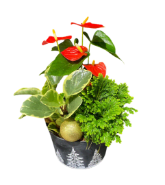 Luscious Seasonal Planter. An arrangement by Avenue Florist.