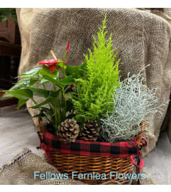 Fellows Buffalo Plaid Planter. An arrangement by Fellows Fernlea Flowers.