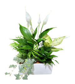 Rectangle Peace Lily Planter. An arrangement by Flowers Plus.